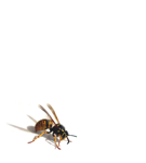 Wasp Hornet and Yellowjacket Control and Removal in Boise Idaho