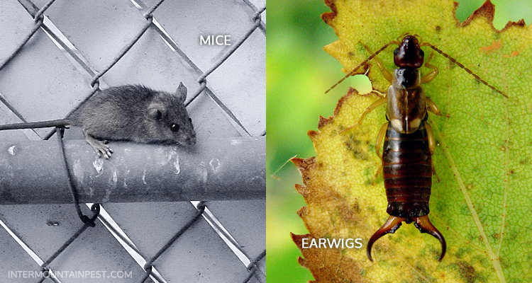 Intermountain Pest Management, Control, and Removal in the Boise and McCall Areas